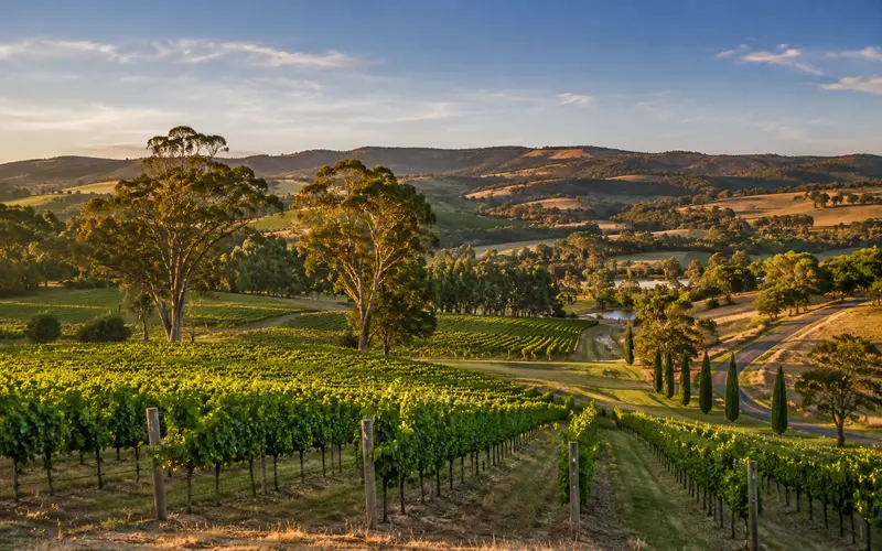 Rolling South Australian countryside with vineyards and green hills