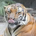 Tigers at the Palm Beach Zoo