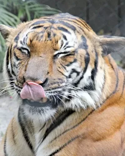 Tigers at the Palm Beach Zoo