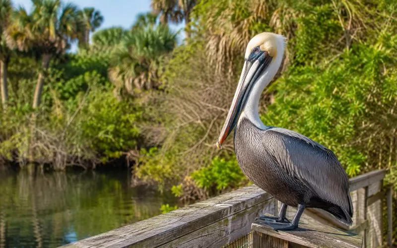 Pelican perched on a weathered wooden railing with palms and coastal greenery in the background.