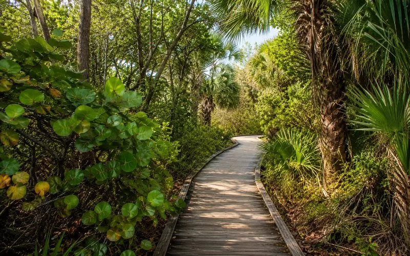 Wooden boardwalk winding through lush coastal Florida greenery, palms, and sea grape plants.