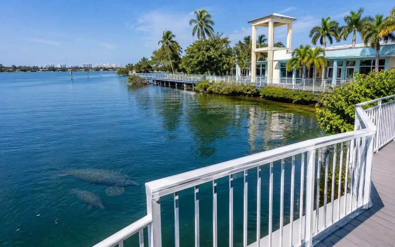 Bright South Florida waterfront with white observation railings, tropical palms, blue water, and manatees swimming near the viewing area.