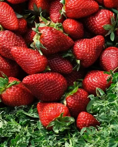 summer fruits and vegetables