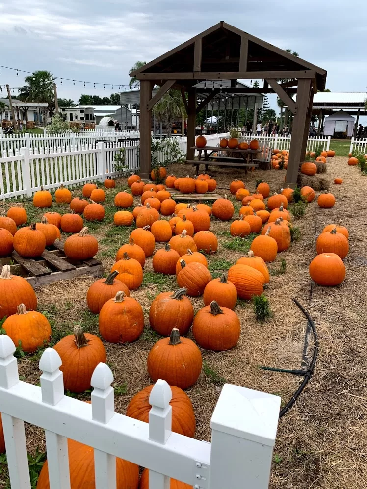 Pumpkin Patch