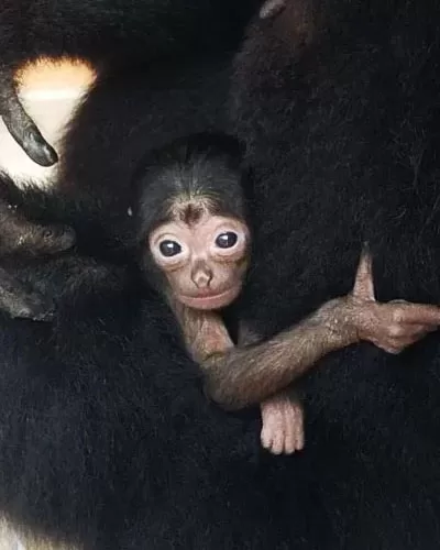 Birth of Baby Siamang at Palm Beach Zoo
