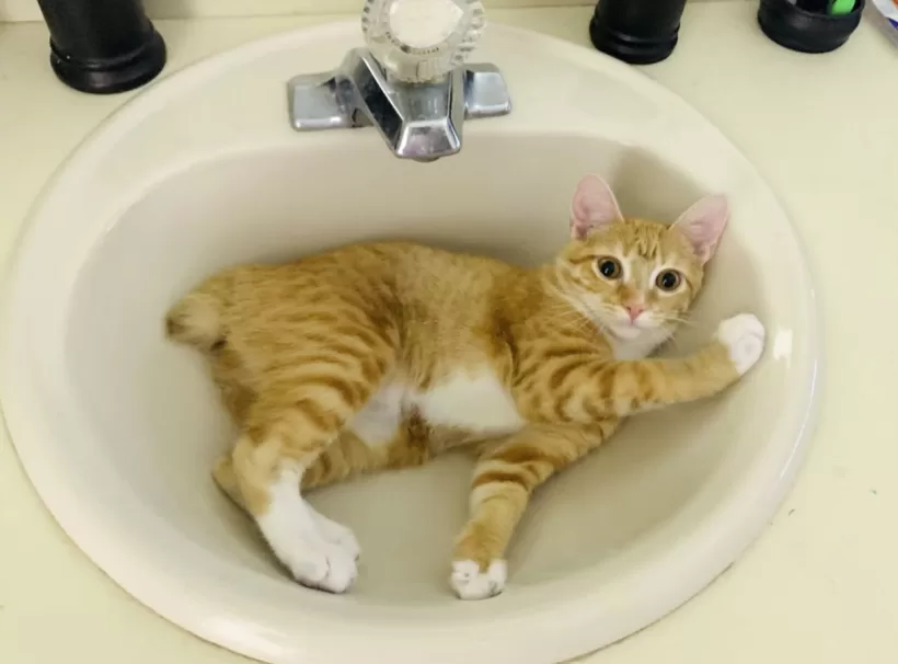 Stevie in the Sink