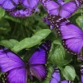 Purple Butterfly Meaning