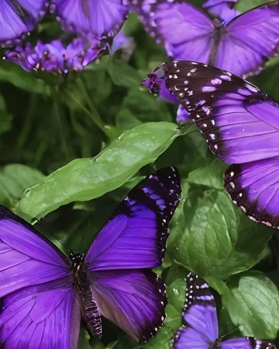 Purple Butterfly Meaning