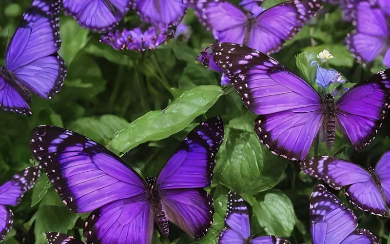 Purple Butterfly Meaning