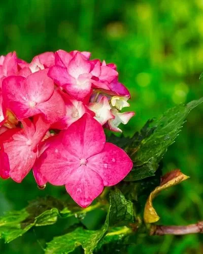 Best Plants to Grow