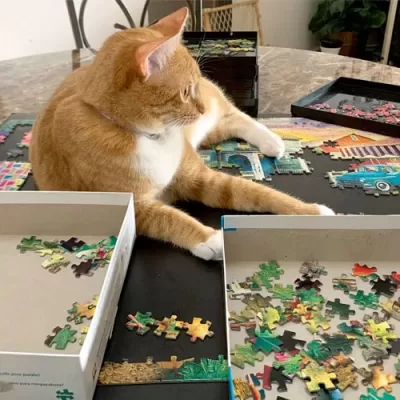 How Do You Keep Cats Off of Puzzles