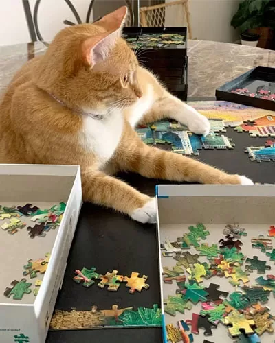 keeping cats off puzzles