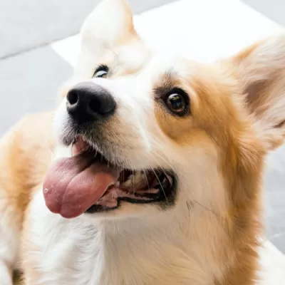 5 Things to Do Before Getting a New Puppy