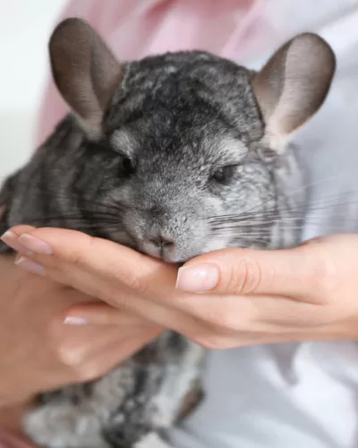 Exotic Pet