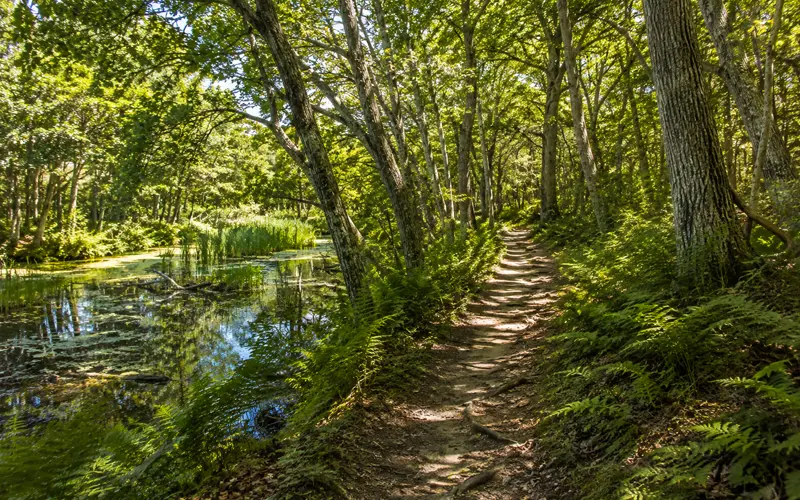 Wooded Nantucket hiking trail surrounded by trees, ferns, and wetland vegetation
