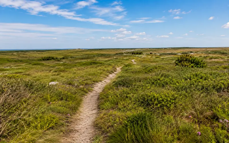 Walking trail crossing open grasslands and moors on Nantucket