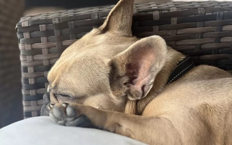 French bulldog sleeping outdoors with his face, ear, and front paw visible in a calm home setting.