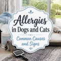 Pet bedding, paw wipes, a blanket, and a grooming brush in a bright home setting with the title text “Allergies in Dogs and Cats Common Causes and Signs.”