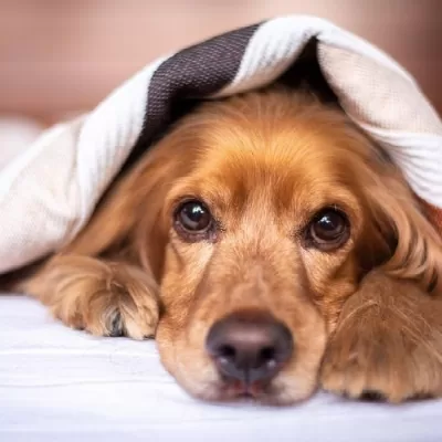 Common Causes Of Pet Allergies
