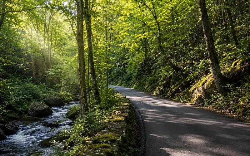 Winding scenic road passing through a lush forest in the Smoky Mountains region.