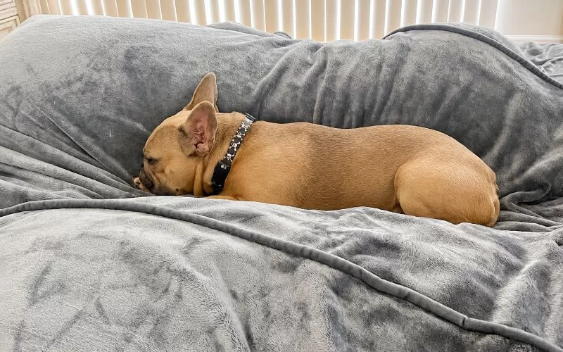 Dino the French Bulldog sleeping on a gray blanket in bed with soft daylight coming through the window.