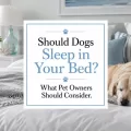 Dog resting on gray and white bedding in a cozy bedroom with centered text that says “Should Dogs Sleep in Your Bed?”