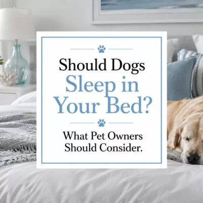 Should Dogs Sleep in Your Bed? What Pet Owners Should Consider