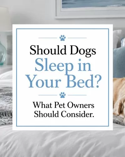 Dog resting on gray and white bedding in a cozy bedroom with centered text that says “Should Dogs Sleep in Your Bed?”