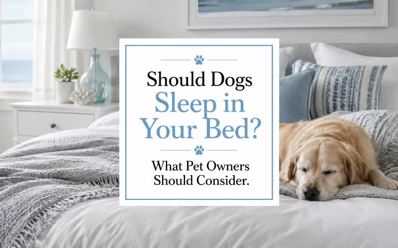 Dog resting on gray and white bedding in a cozy bedroom with centered text that says “Should Dogs Sleep in Your Bed?”