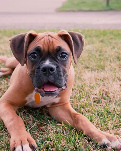 Boxer Fact