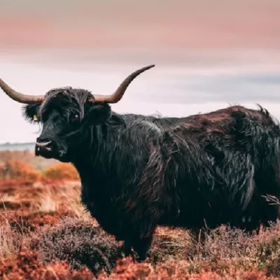 11 Reasons Why The Tibetan Yak Jerky is a Must-Try Food