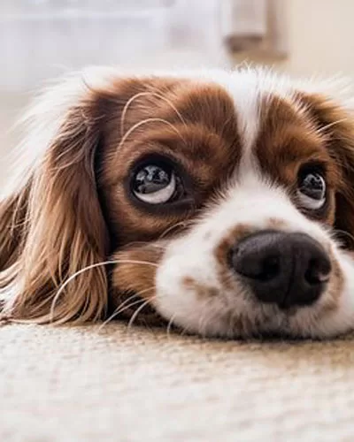 Happy Dog