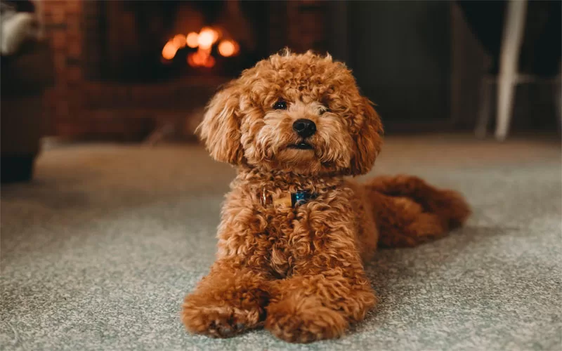 Maltese Shih Tzu Poodle Mix