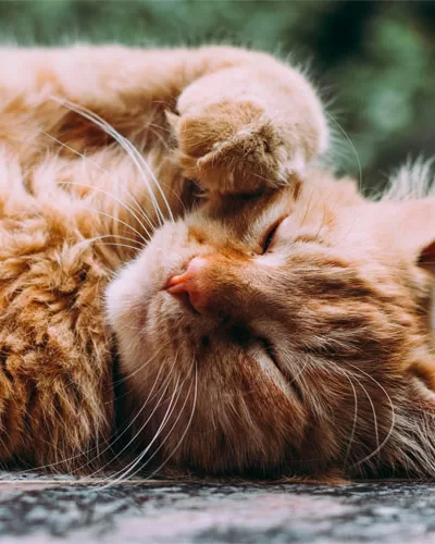 Quick Guide to Owning a Cat