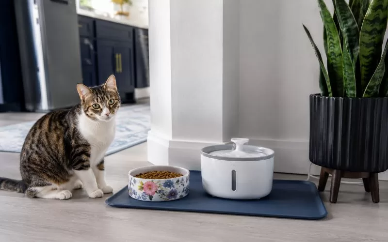 A tabby cat sitting beside a clean feeding station with a floral food bowl and white water fountain in a modern home corner.