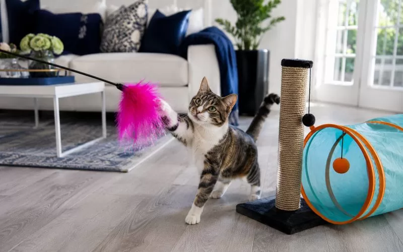 A playful tabby cat reaching for a bright pink feather wand toy beside a scratching post and colorful cat tunnel in a modern living room.