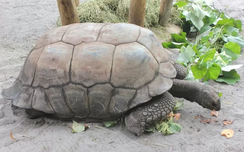 Large tortoise during an animal experience at the Palm Beach Zoo.