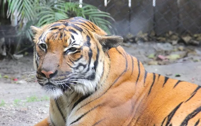 Tiger resting at the Palm Beach Zoo in West Palm Beach, Florida.