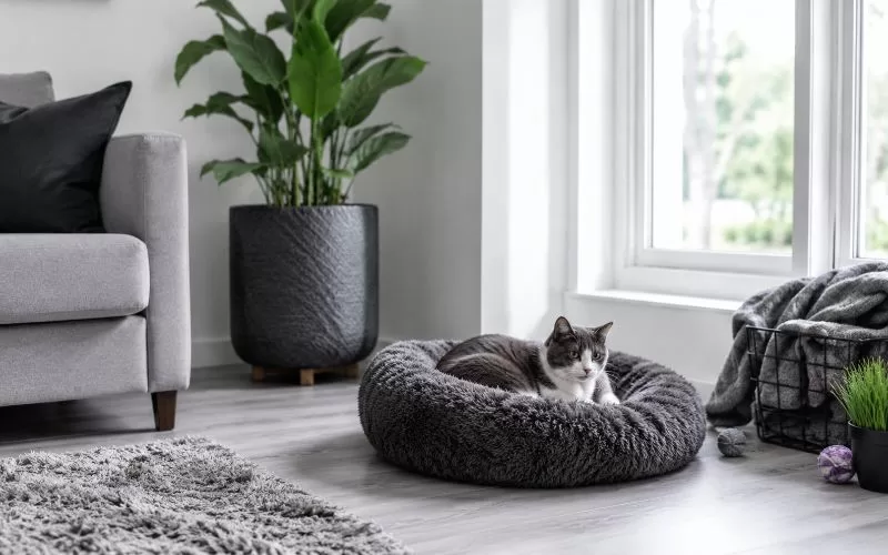 Gray and white living room corner with a cat resting in a soft pet bed near a sunny window