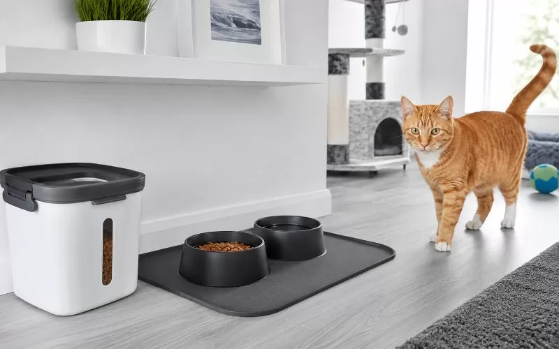 Orange cat near organized food and water bowls on a washable mat in a modern home