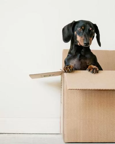 pet supply storage