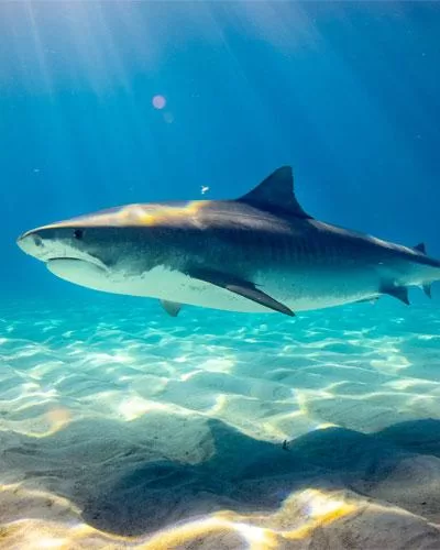 shark species
