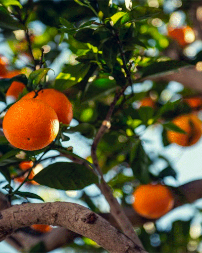 caring for fruit trees