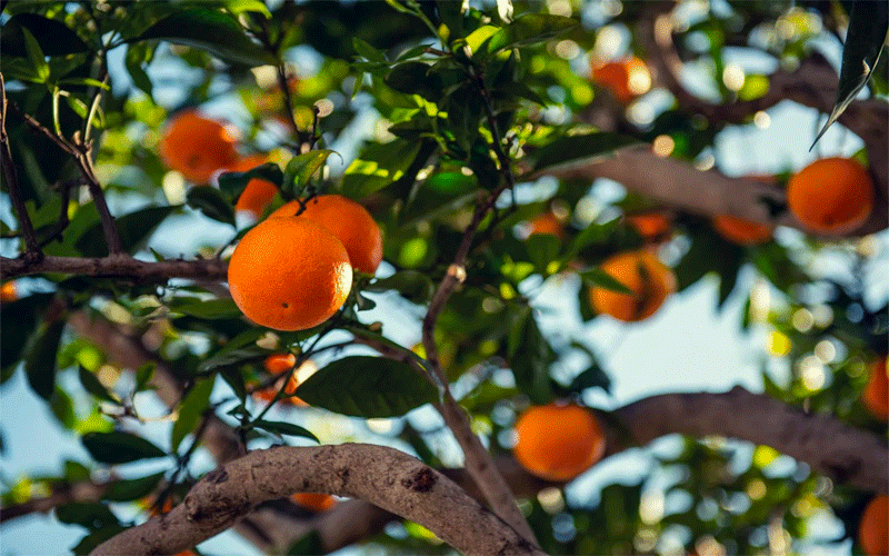 caring for fruit trees