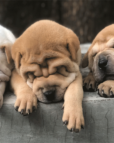 keep pets healthy