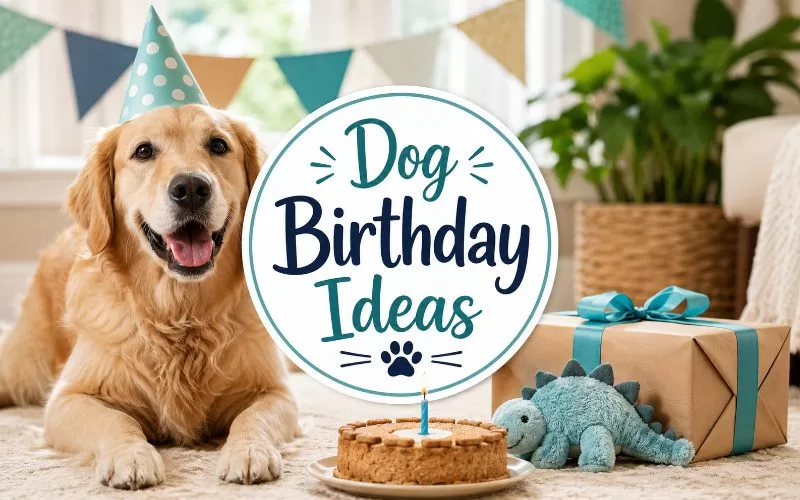 Happy dog wearing a party hat beside a dog birthday cake, wrapped gift, toy, and centered Dog Birthday Ideas title text.