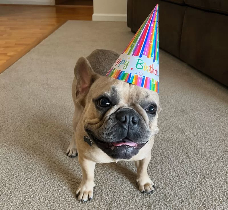 French Bulldog wearing a colorful birthday party hat while standing on carpet and looking at the camera.