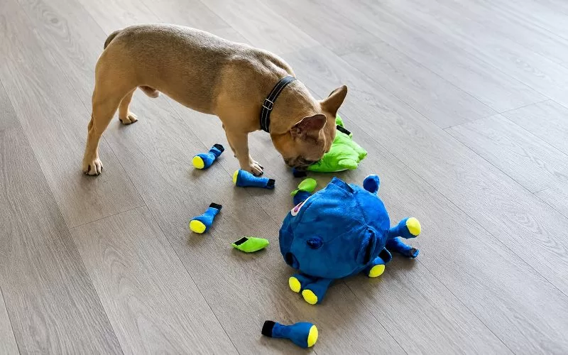 French Bulldog playing with a blue and green interactive plush dog toy on carpet.