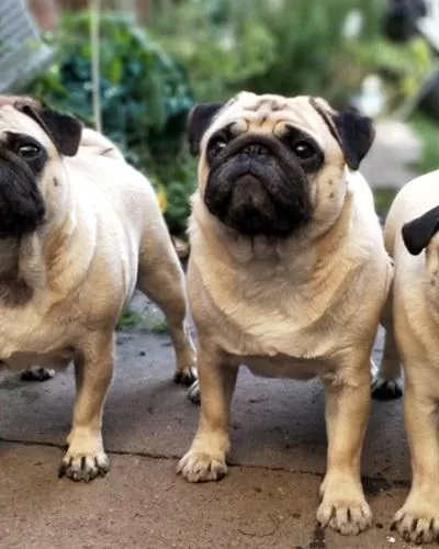 professional dog waste removal service