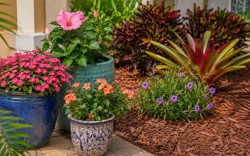 Decorative flower pots filled with colorful blooms beside a mulched garden bed in a Florida landscape.